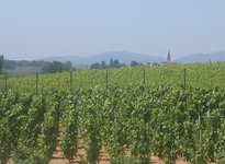 Beaujolais vineyards.JPG